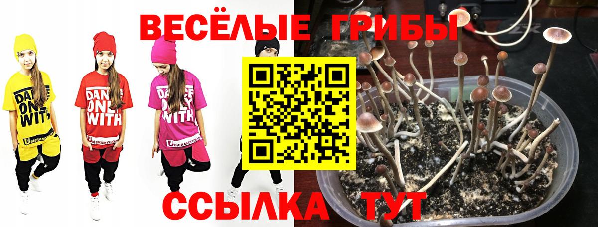 Черногорск  Псилоцибиновые грибы Cubensis  купить наркотик  Псилоцибиновые грибы Cubensis  Вход с VPN 